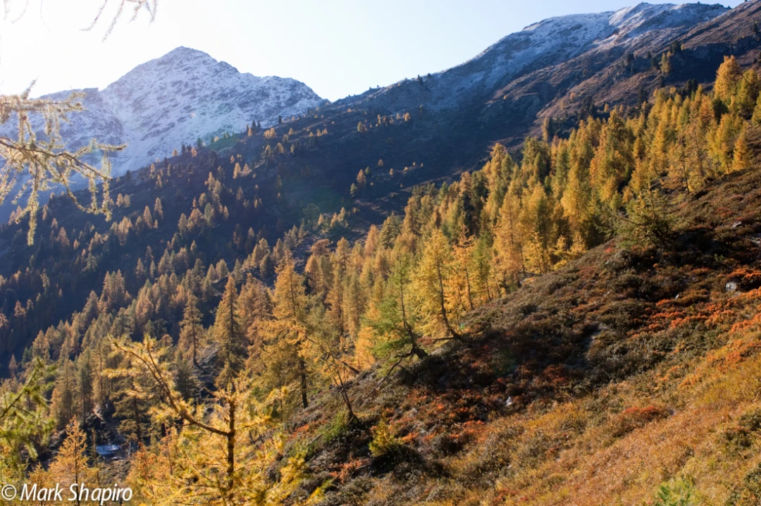 Elements-Trees-107