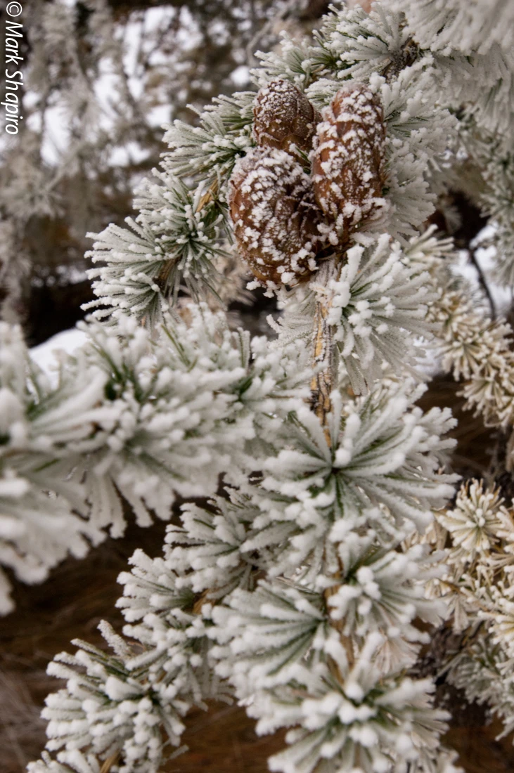 Elements-Trees-108