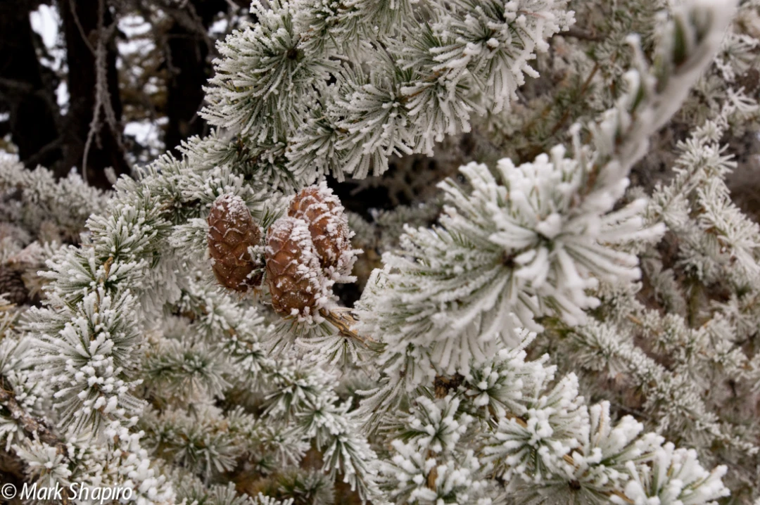 Elements-Trees-109