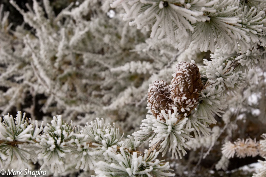 Elements-Trees-110