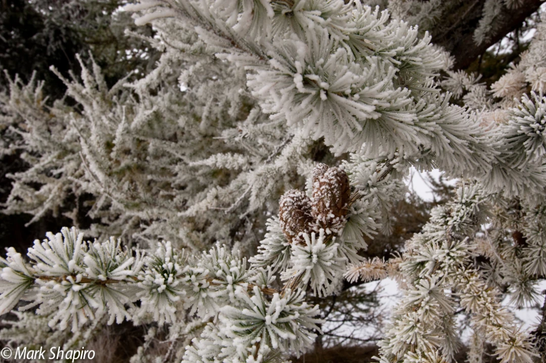 Elements-Trees-111