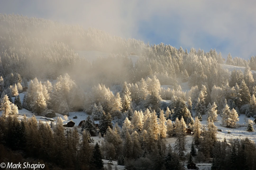 Elements-Trees-11