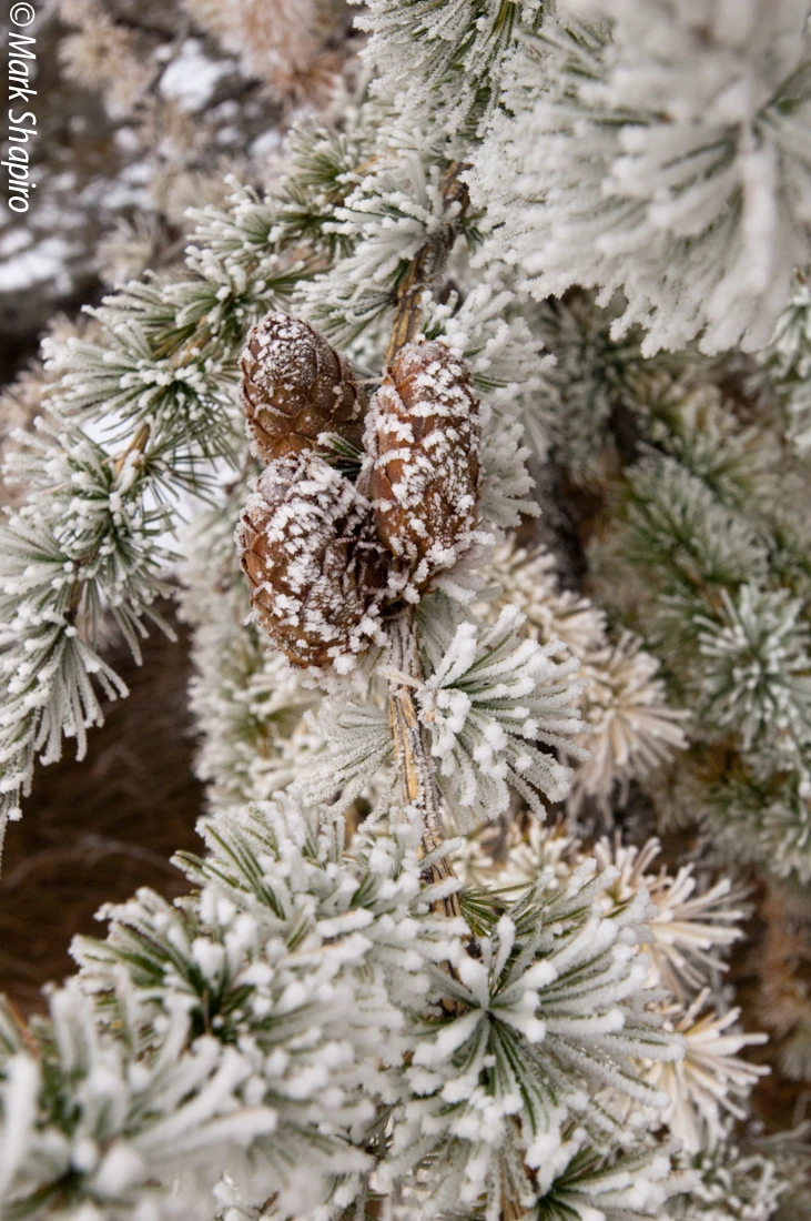 Elements-Trees-112