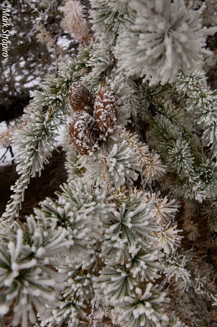 Elements-Trees-113