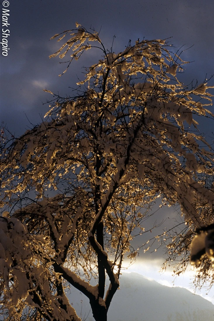 Elements-Trees-1