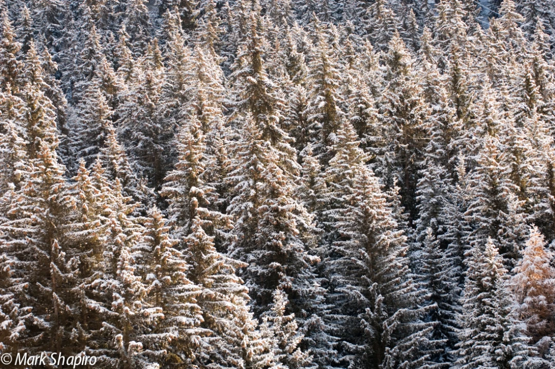 Elements-Trees-117