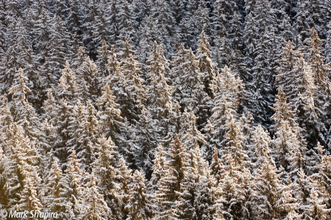 Elements-Trees-118