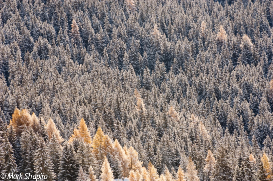 Elements-Trees-119