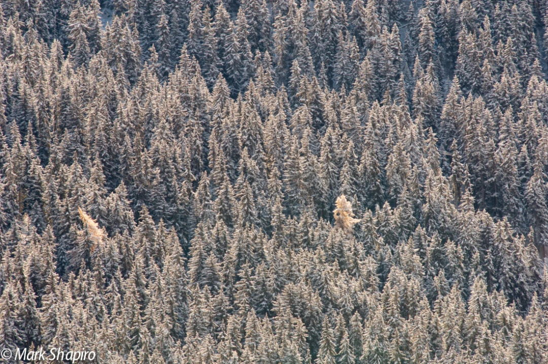 Elements-Trees-120