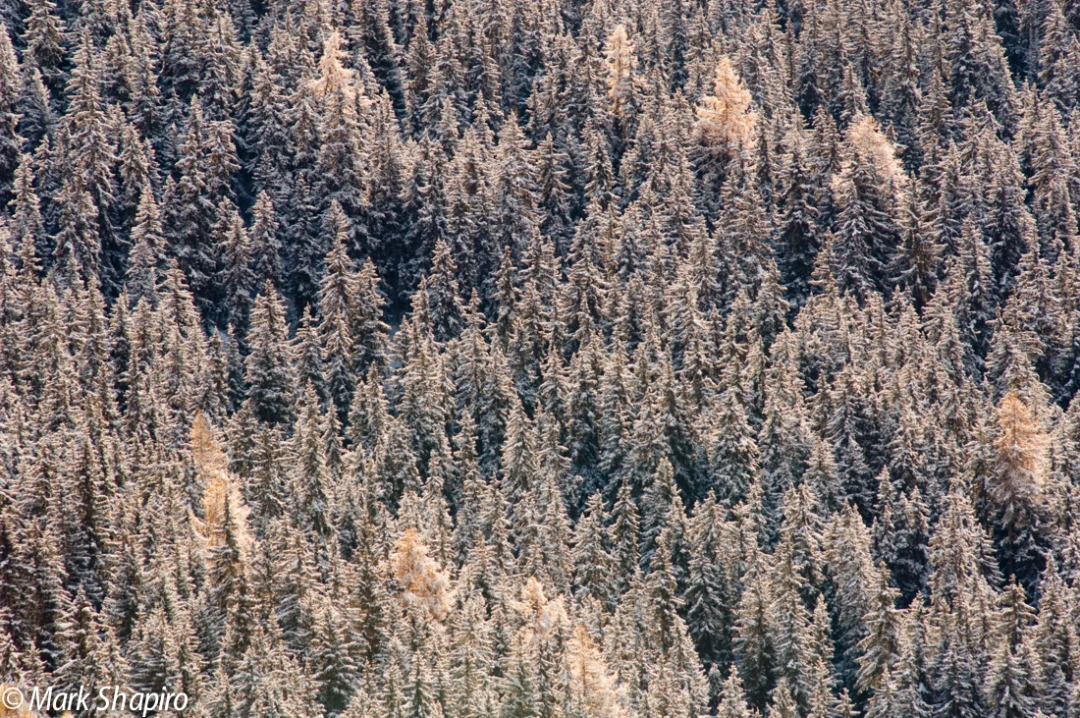 Elements-Trees-121