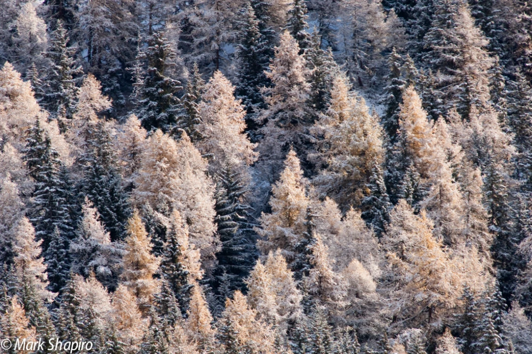 Elements-Trees-122