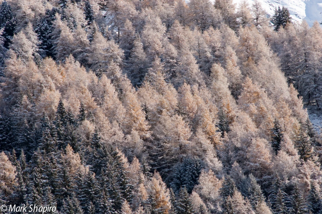 Elements-Trees-123