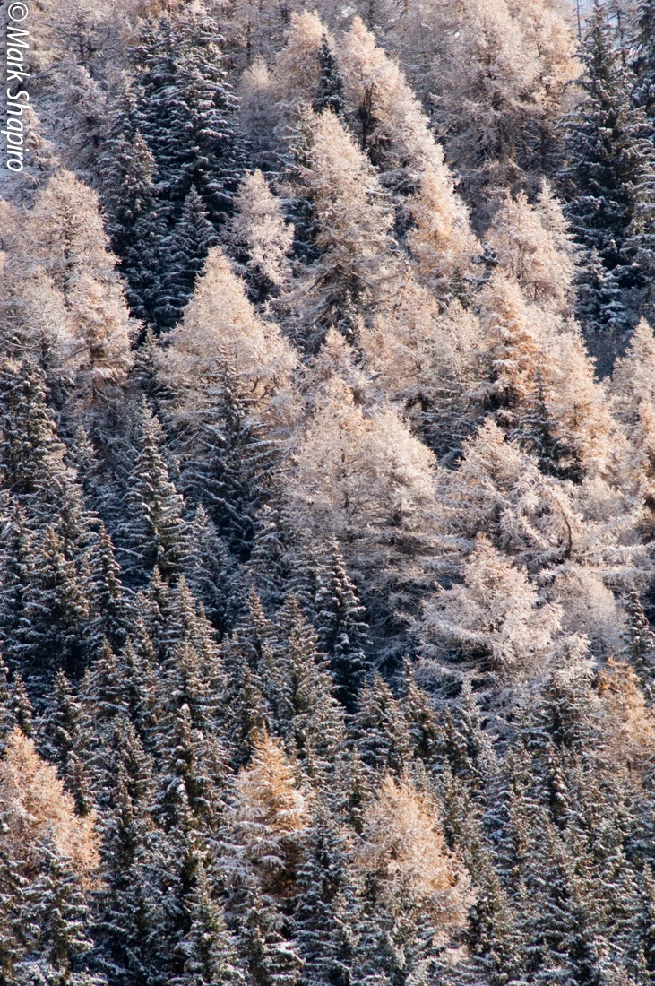 Elements-Trees-124