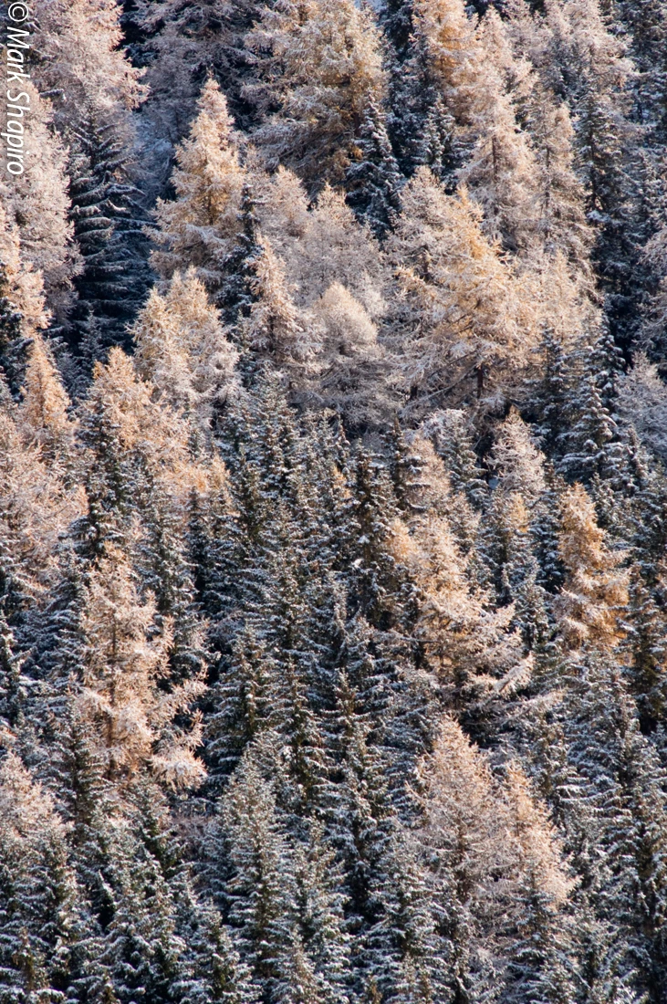 Elements-Trees-125