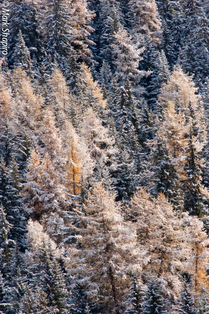 Elements-Trees-126