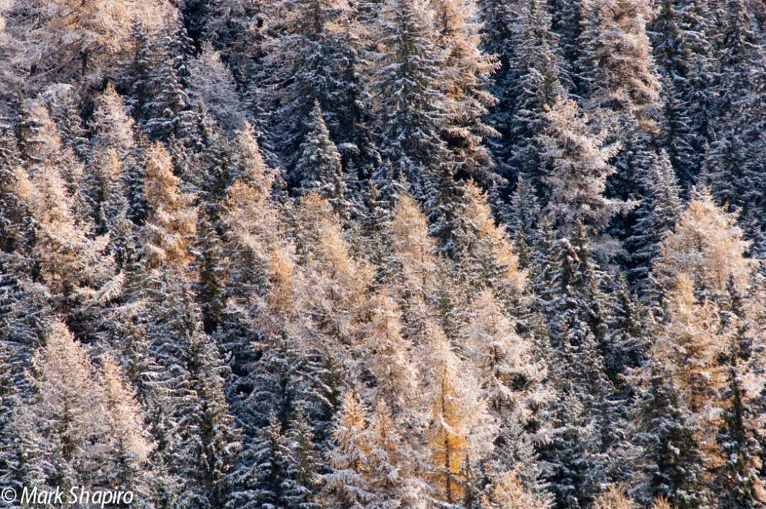 Elements-Trees-127