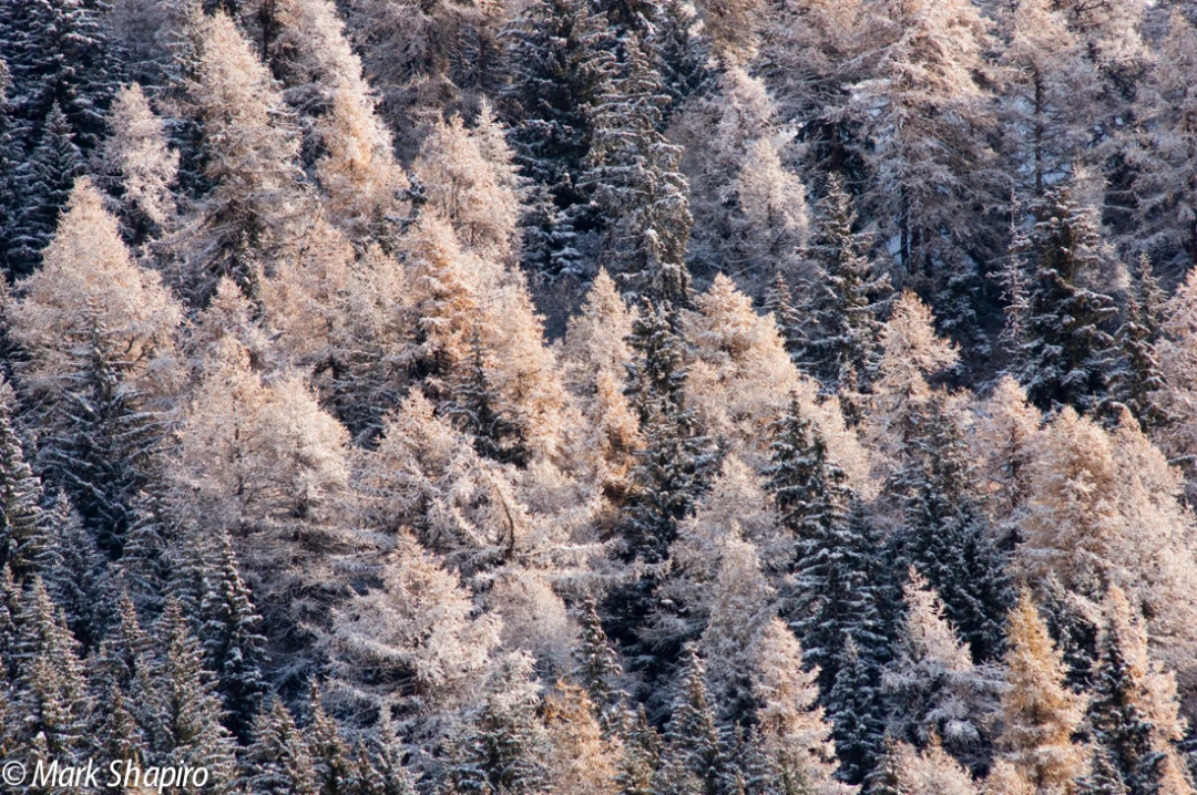 Elements-Trees-128