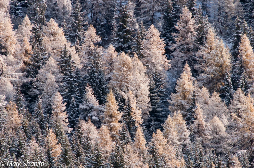 Elements-Trees-130