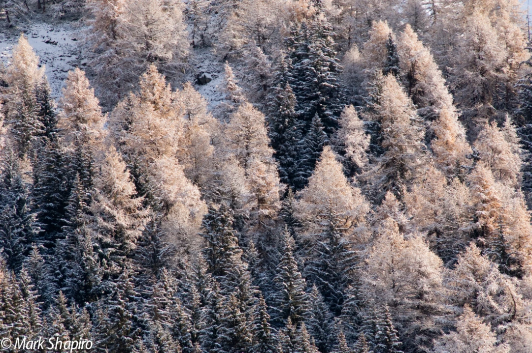 Elements-Trees-131