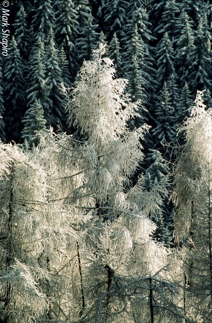 Elements-Trees-13