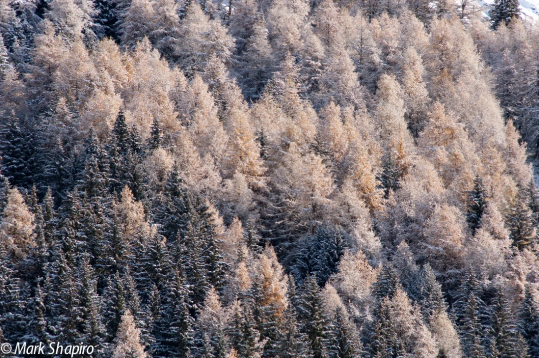 Elements-Trees-132