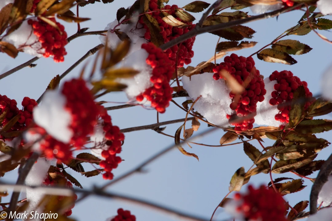 Elements-Trees-140