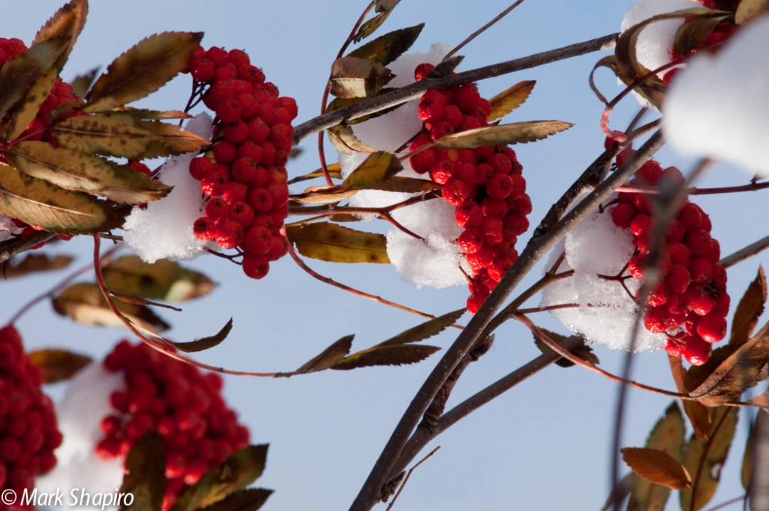 Elements-Trees-141
