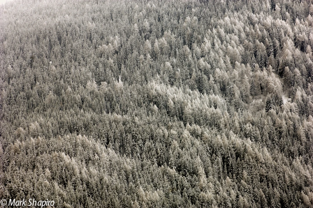 Elements-Trees-14