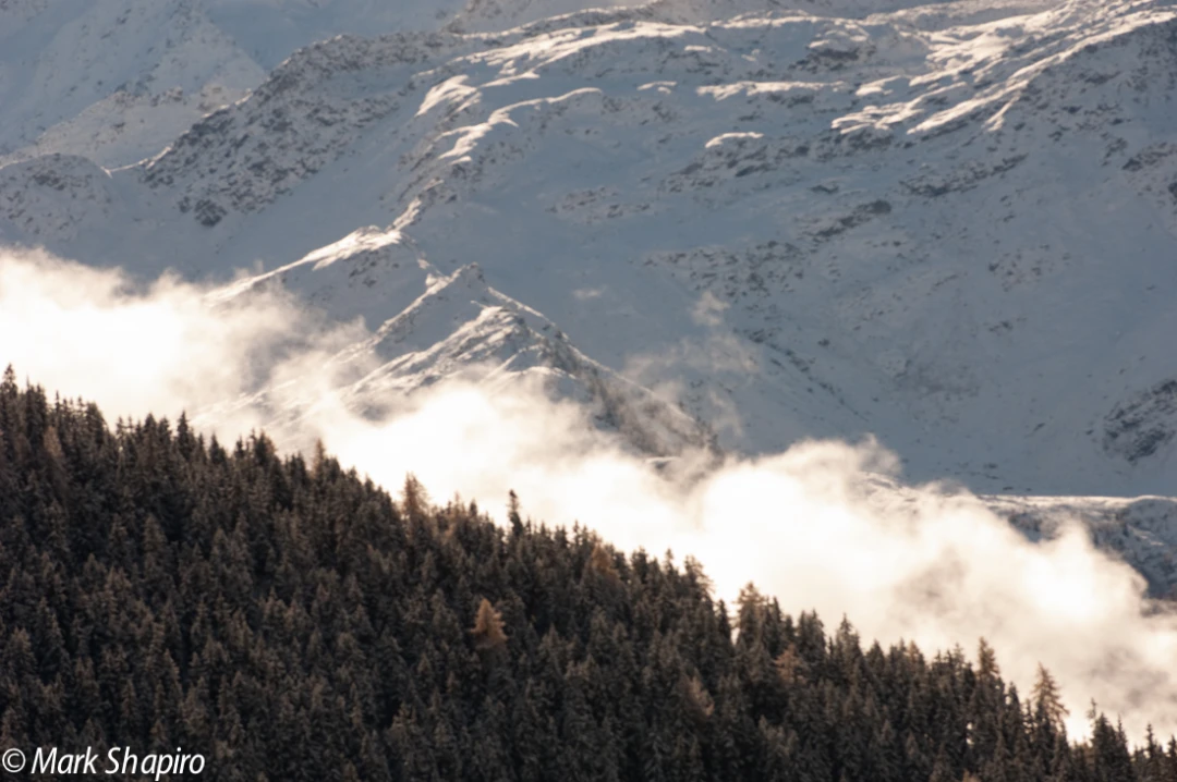 Elements-Trees-142