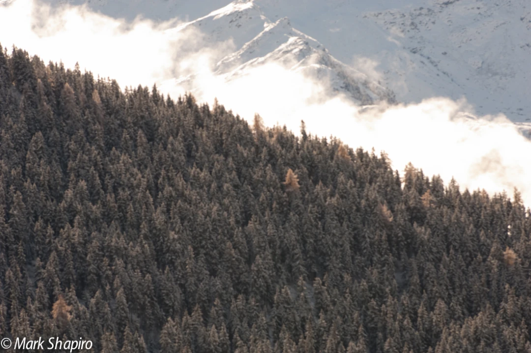 Elements-Trees-143