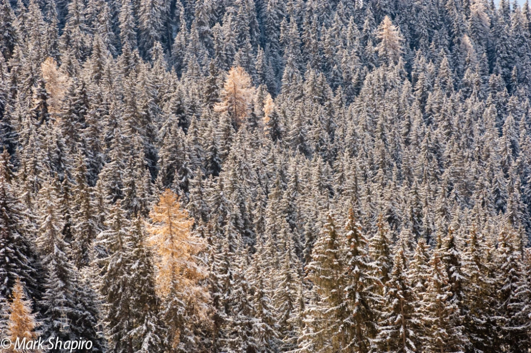 Elements-Trees-145