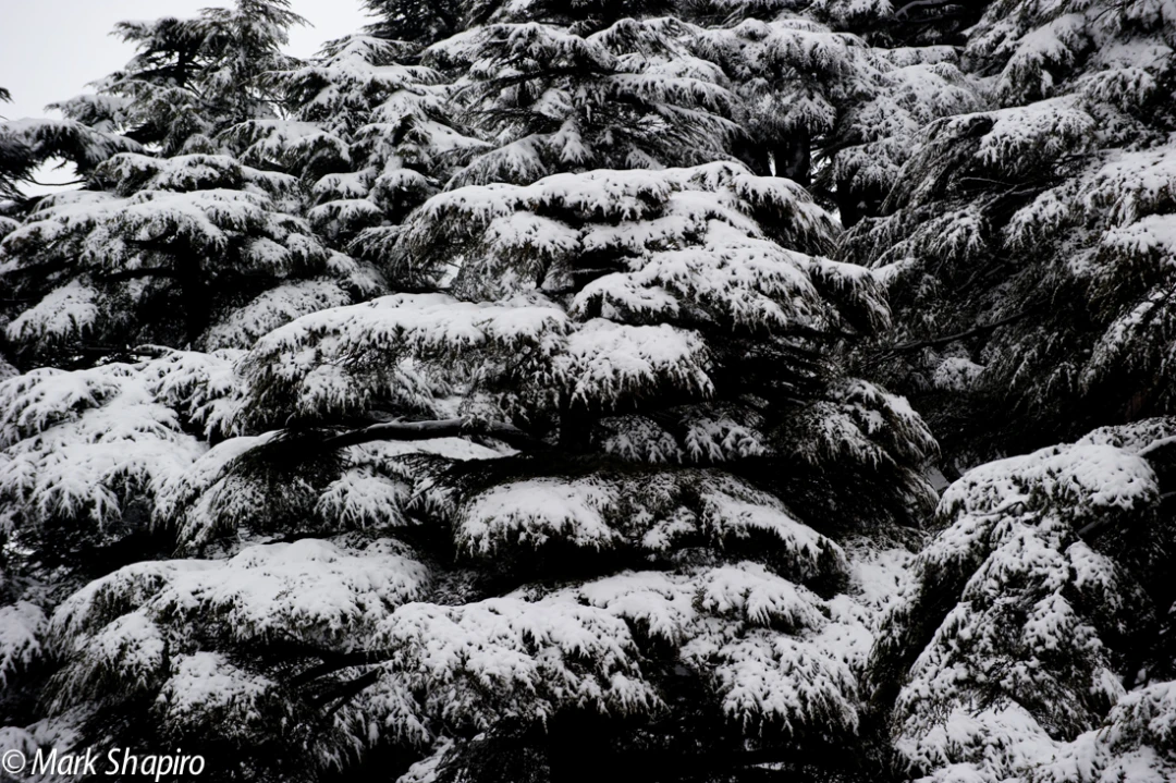 Elements-Trees-147