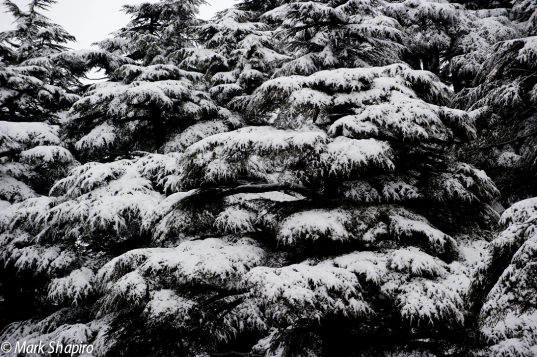 Elements-Trees-148