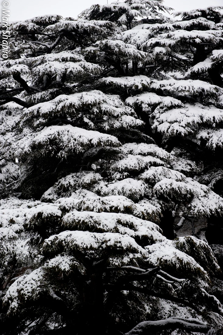 Elements-Trees-149