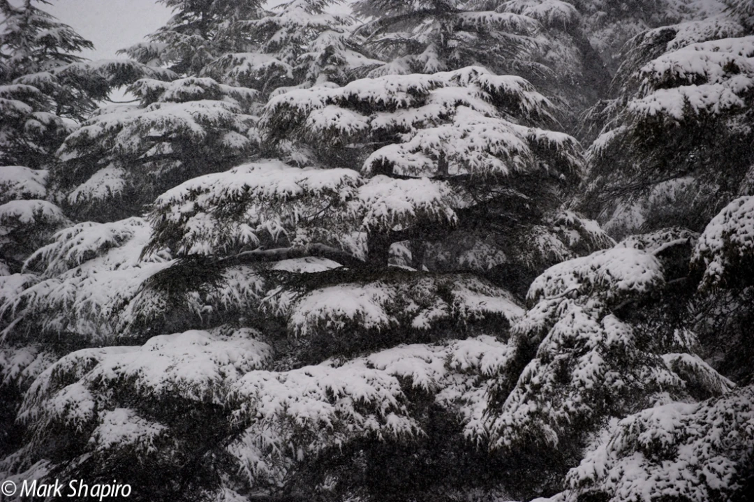 Elements-Trees-150
