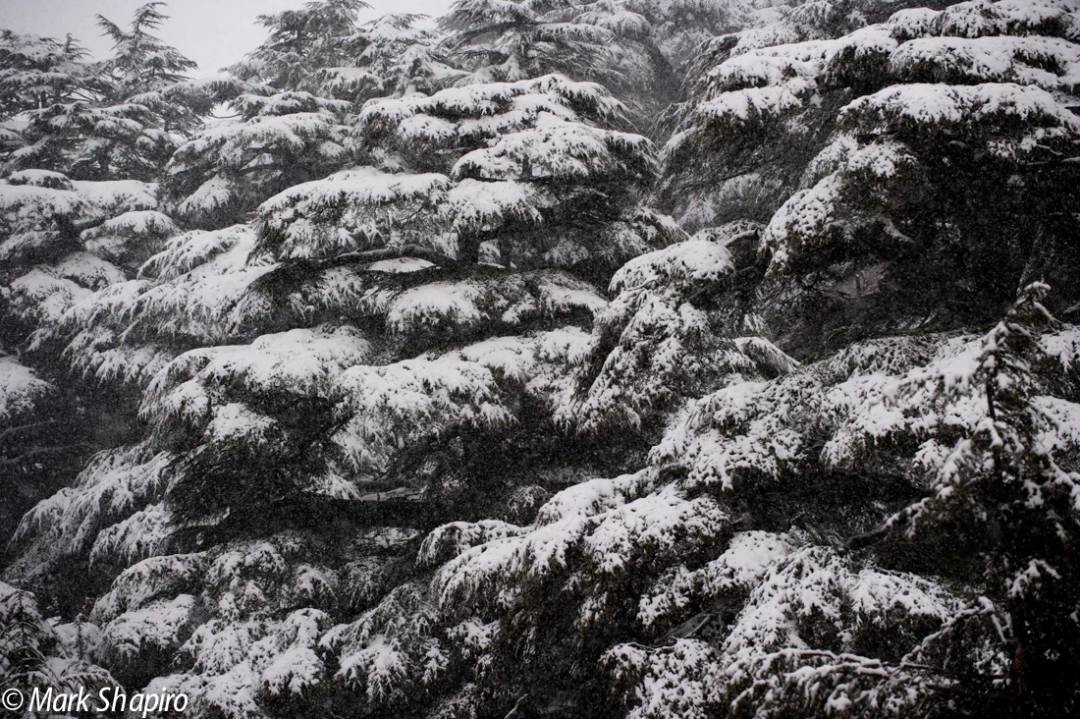 Elements-Trees-151
