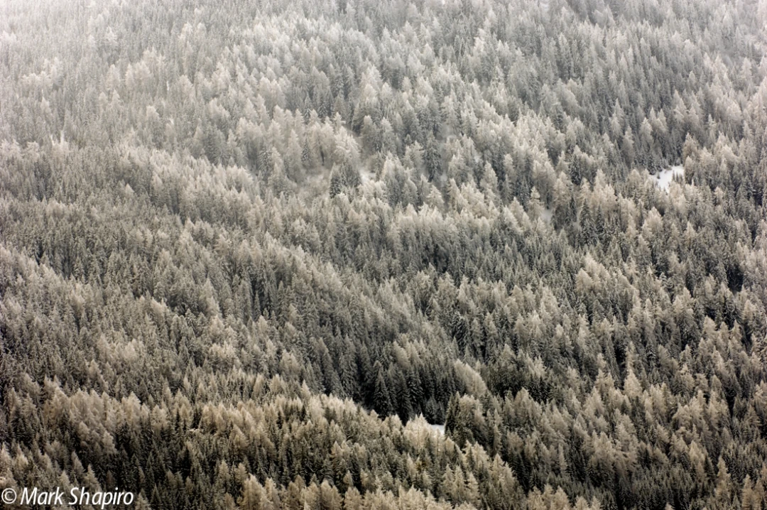 Elements-Trees-15
