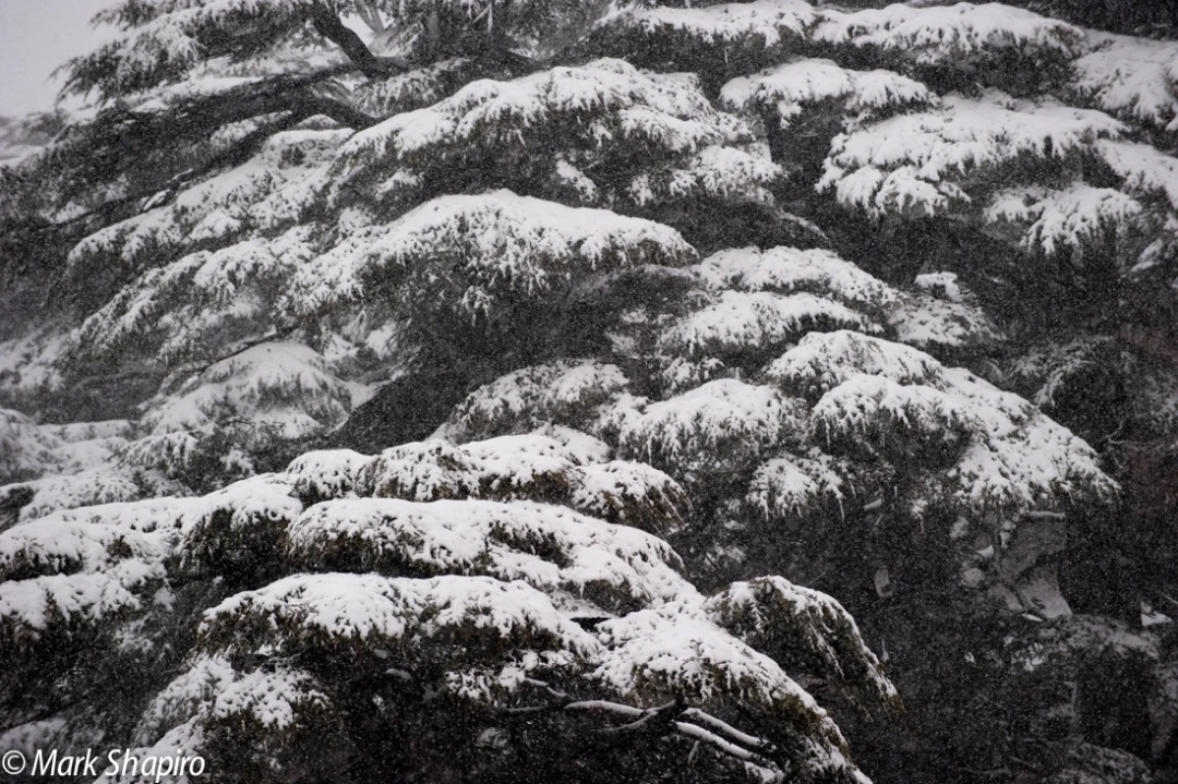 Elements-Trees-152