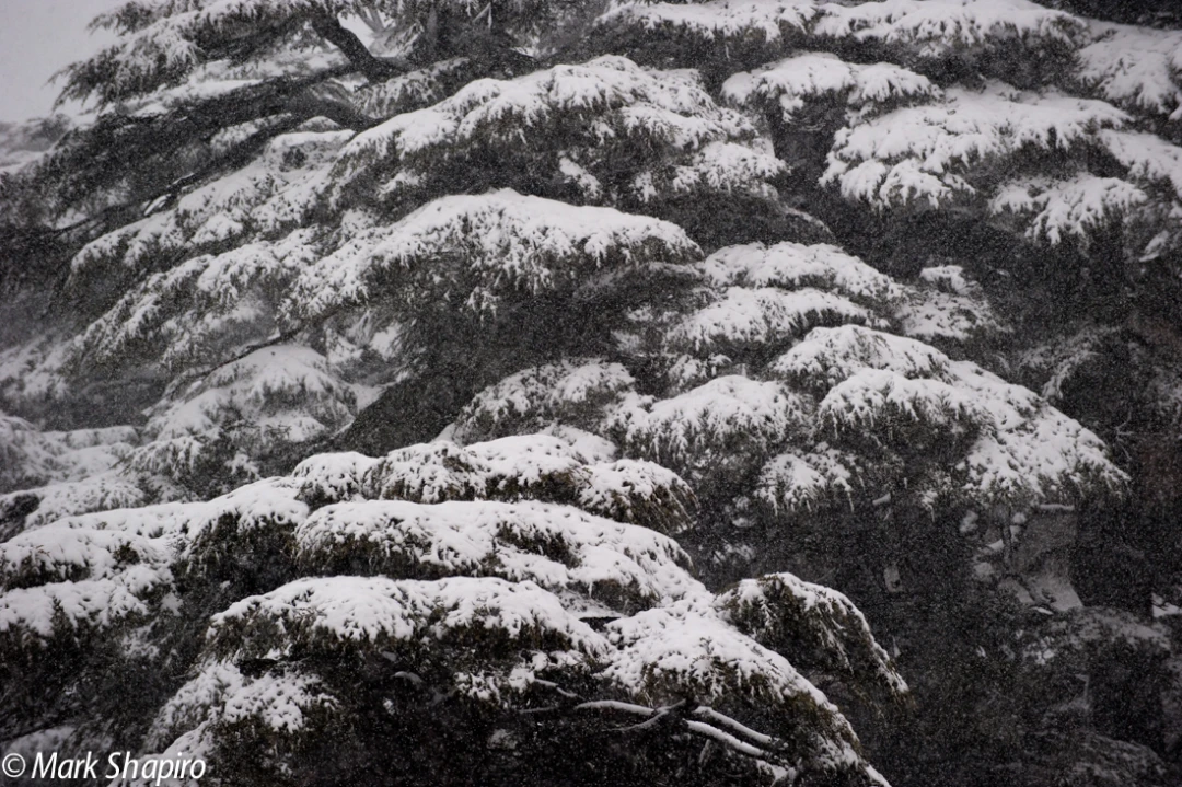 Elements-Trees-153