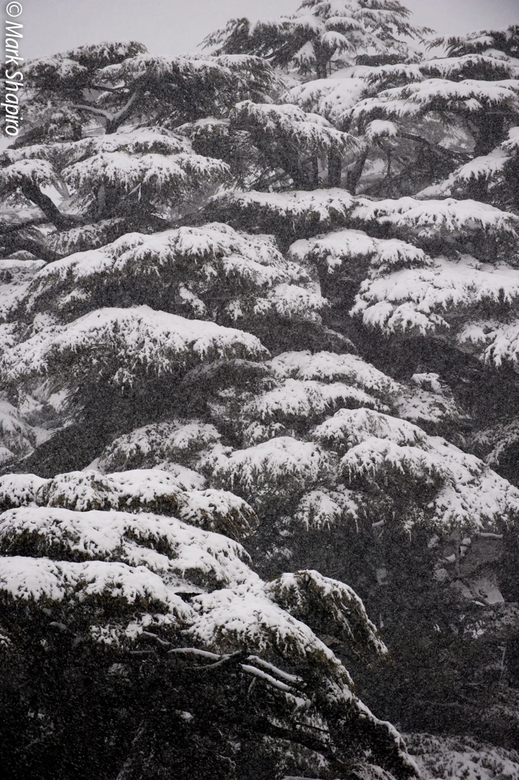 Elements-Trees-154