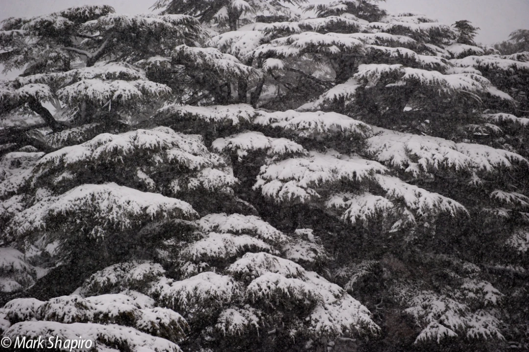 Elements-Trees-155