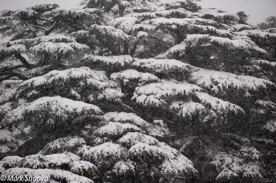 Elements-Trees-156