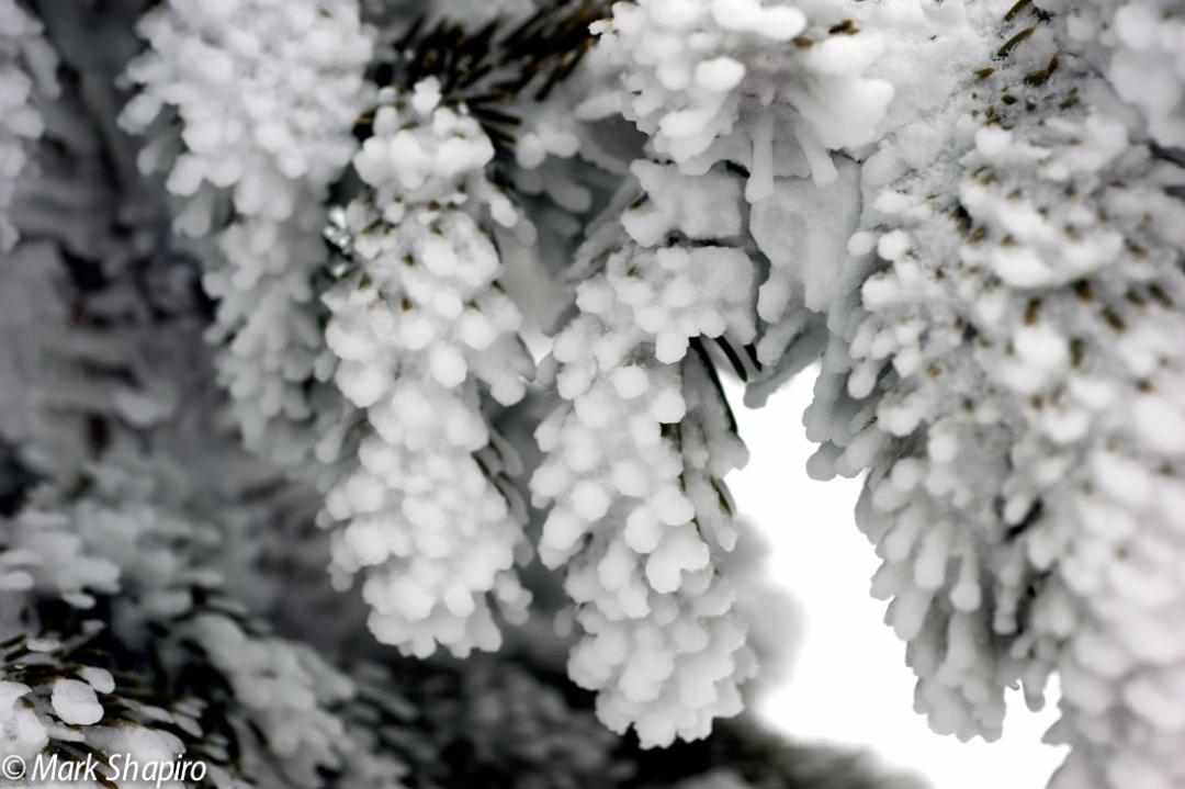Elements-Trees-157