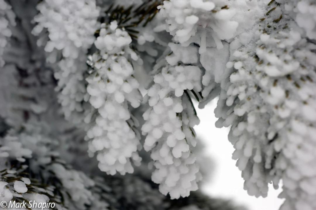 Elements-Trees-158