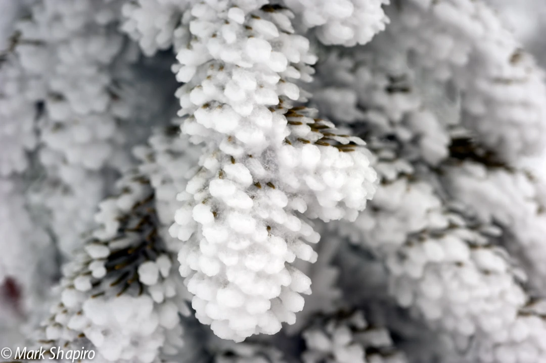 Elements-Trees-160
