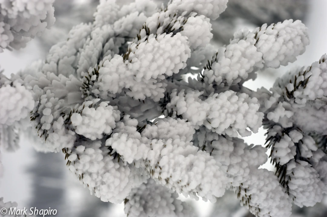 Elements-Trees-161