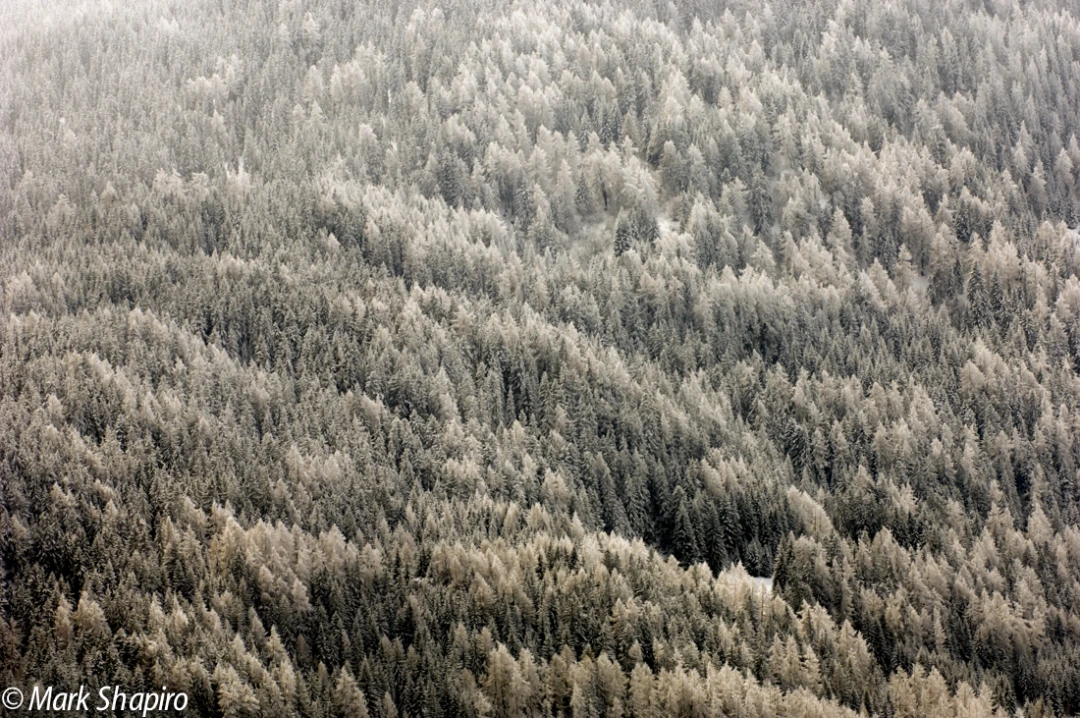 Elements-Trees-16