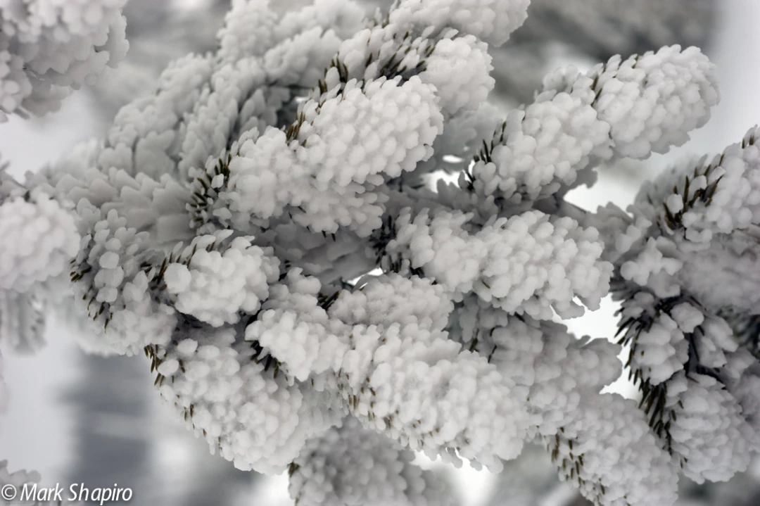 Elements-Trees-162