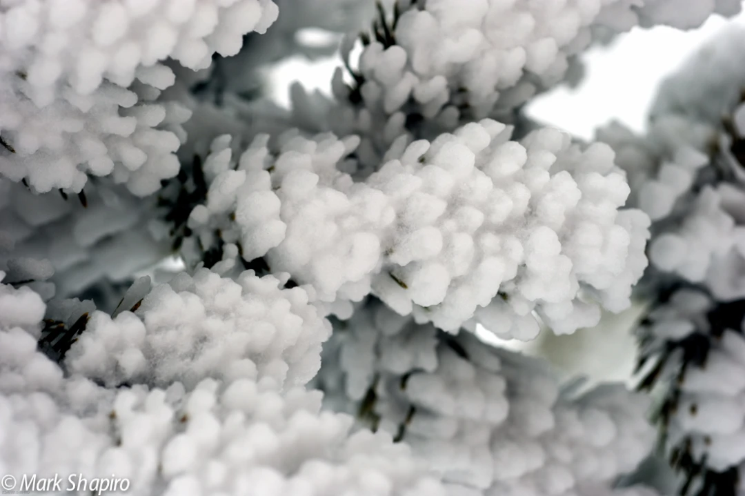 Elements-Trees-163