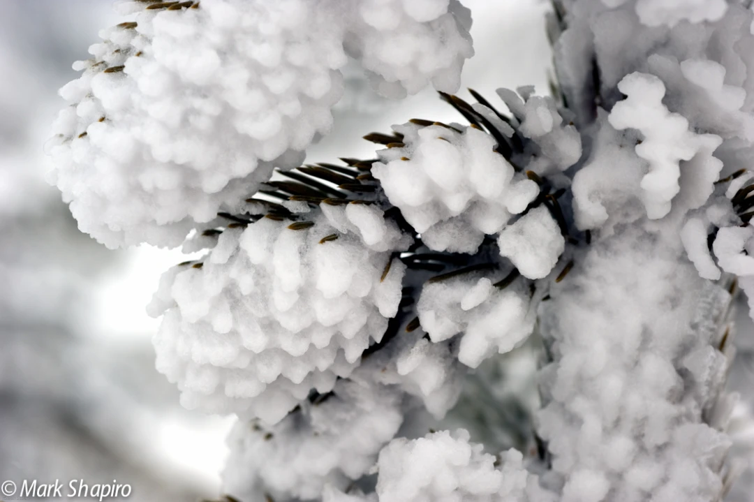 Elements-Trees-164